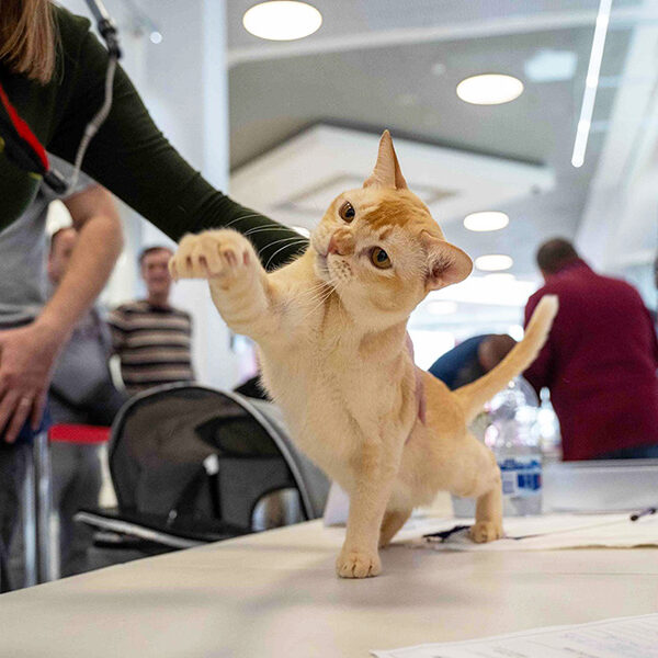 burmese cat