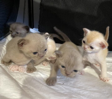 burmese kittens