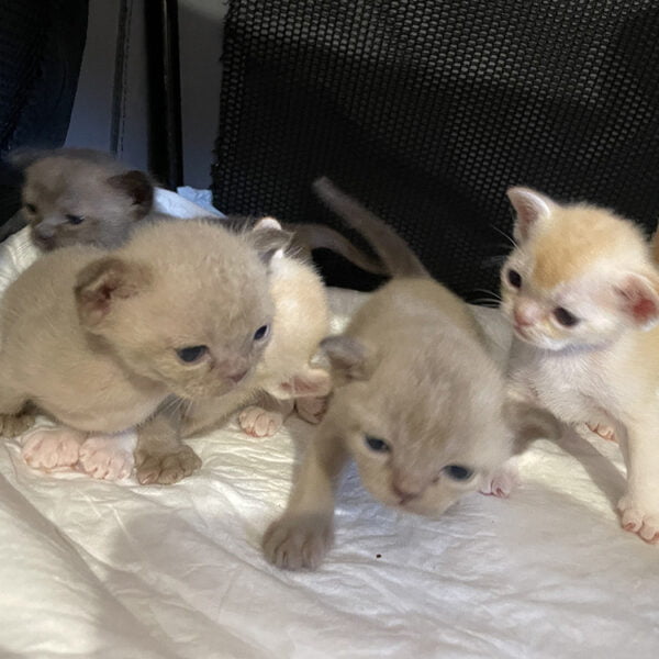 burmese kittens