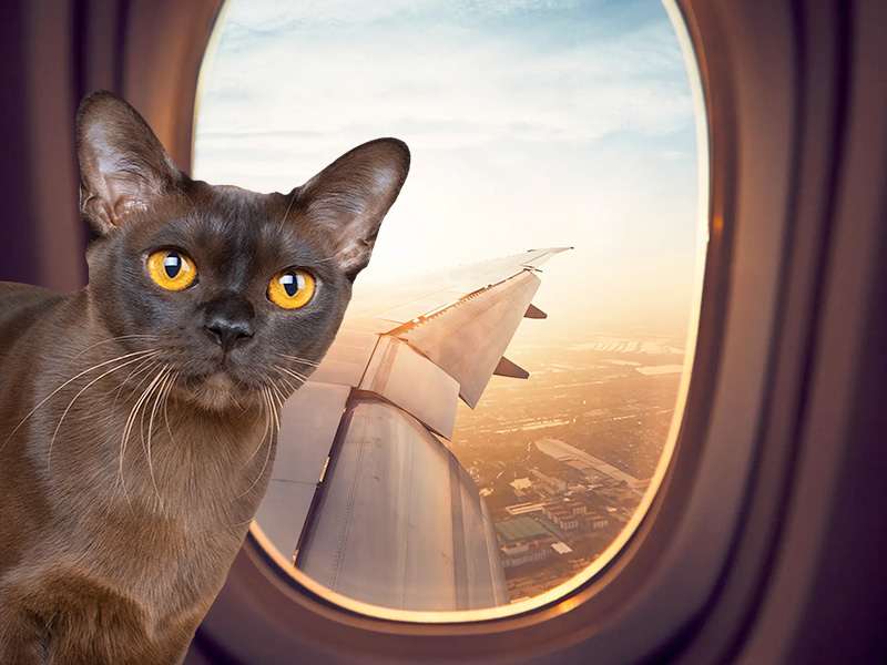 cat in airplain