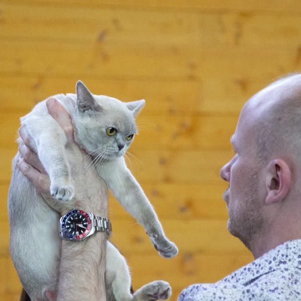 burmese cat