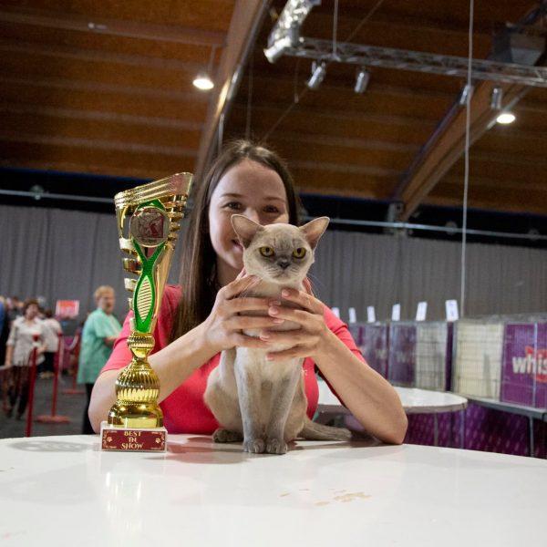 burmese cat