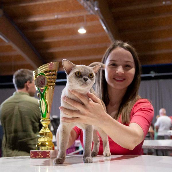 burmese cat