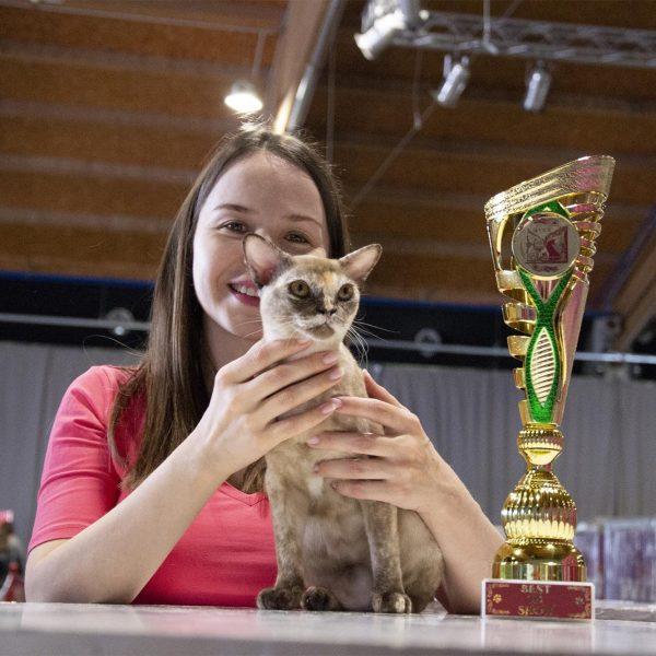 burmese cat