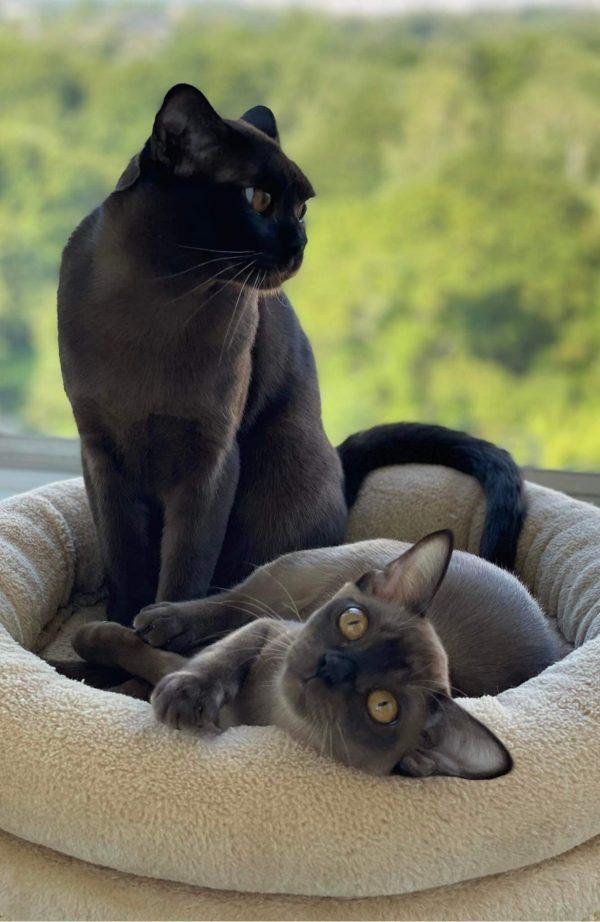 burmese cats