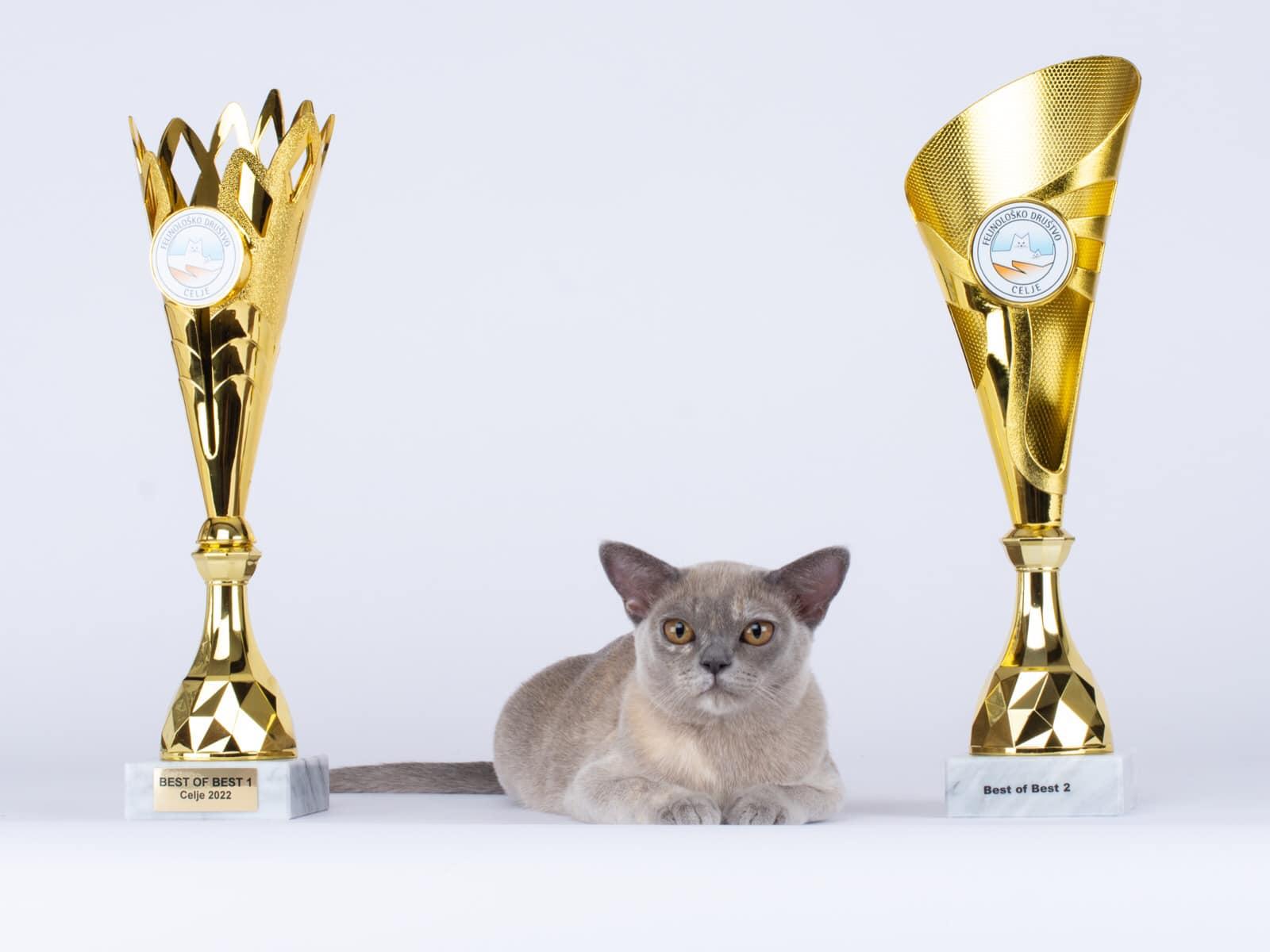burmese cat