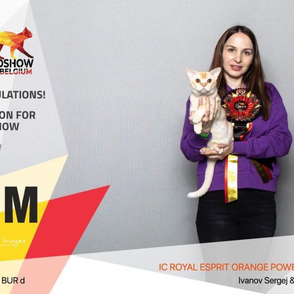 Royal Esprit burmese cats
