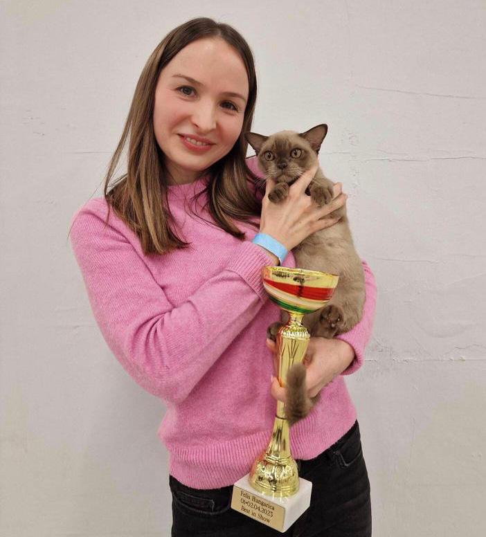 burmese cat