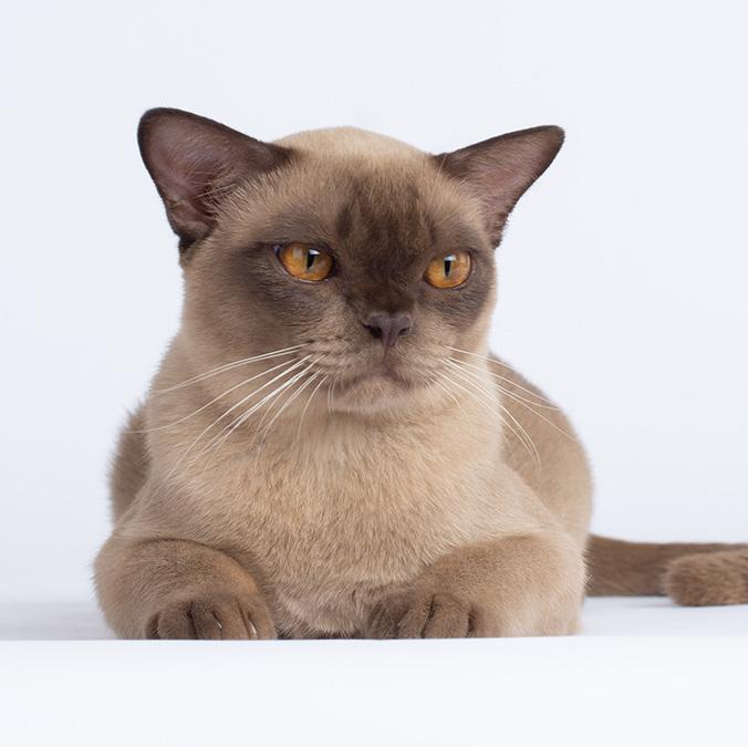 Burmese cat