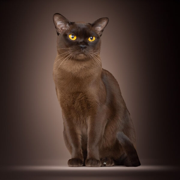 Burma-Katze
