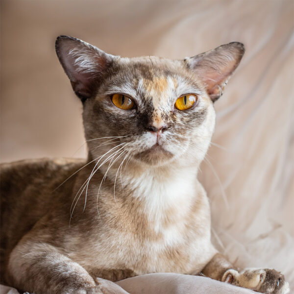 Burma-Katze