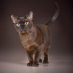 Burma-Katze