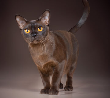 Burma-Katze