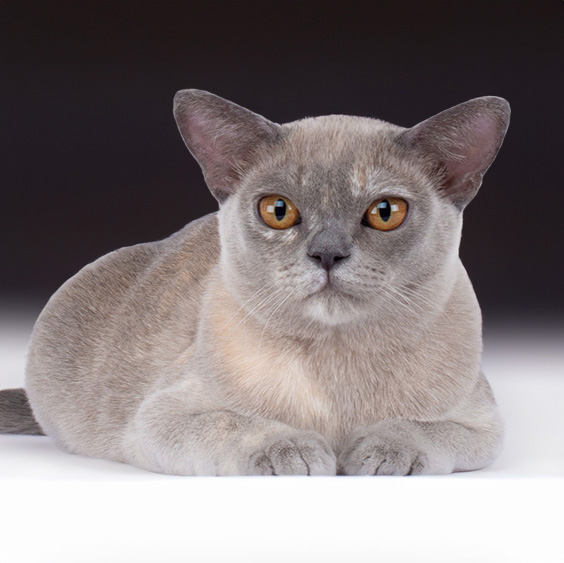 Burma-Katze
