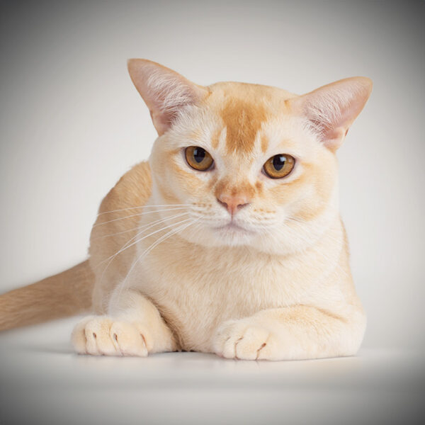 Burma-Katze