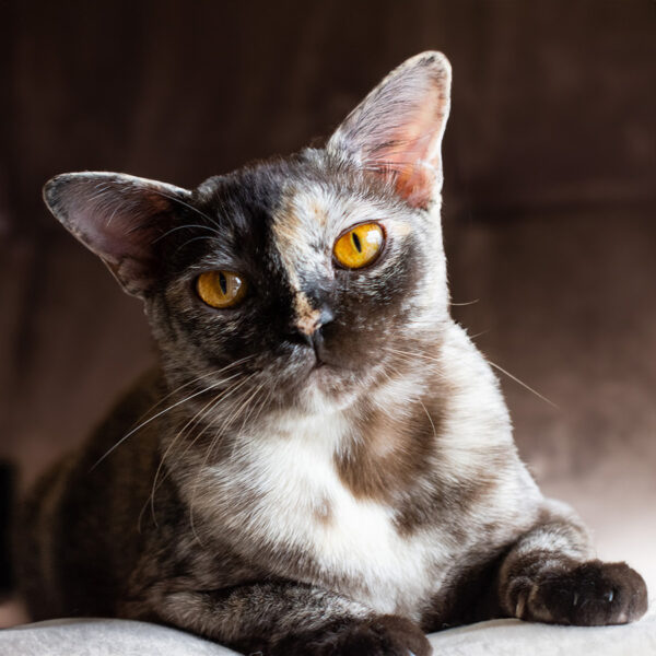 Burma-Katze
