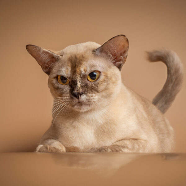 Burma-Katze