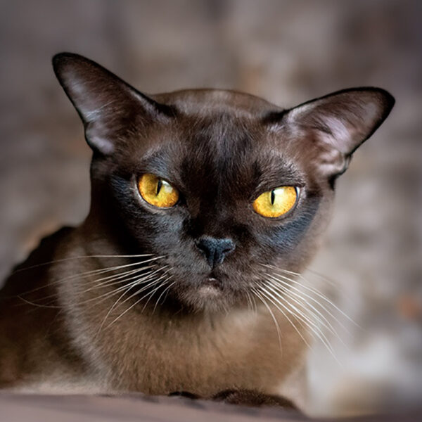 Burma-Katze