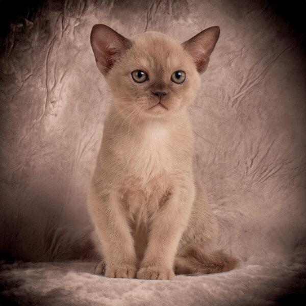 Burmese cat