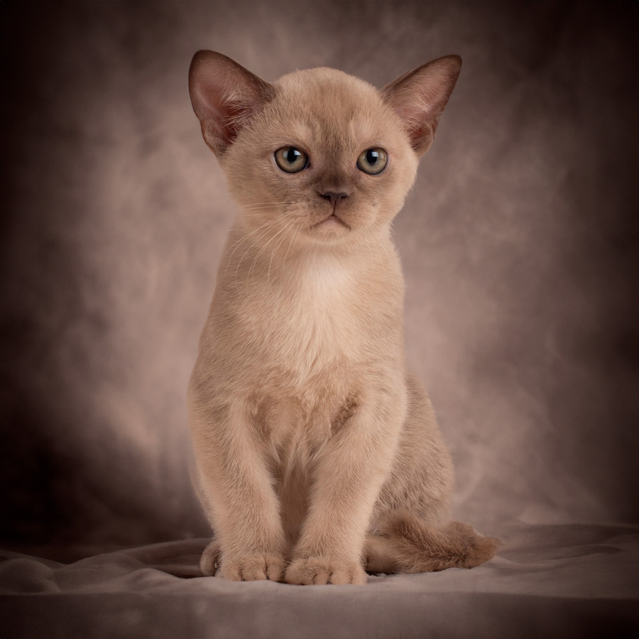 Wise-Legend-burmese-kitten-1-7 burmese cat