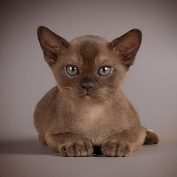 Burmese kitten