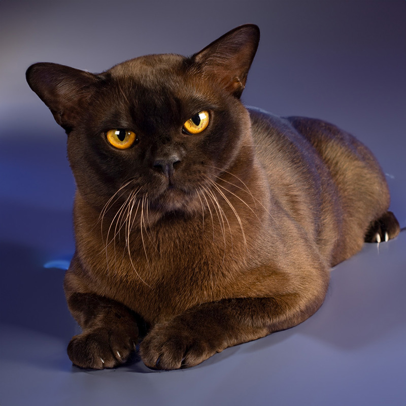 Burma-Katze