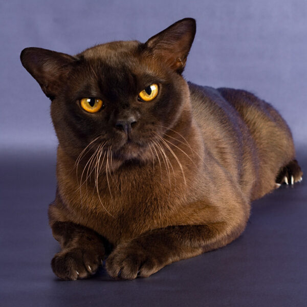 Burma-Katze