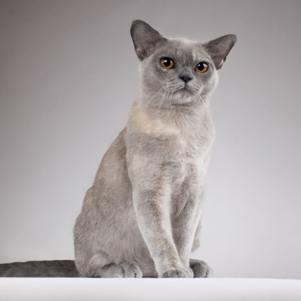 Burma-Katze