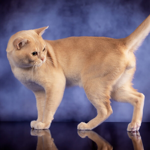 Burma-Katze