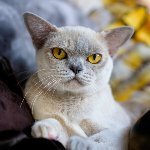 Burma-Katze