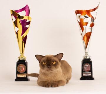 burma katze Royal Esprit Vacheron Constantin