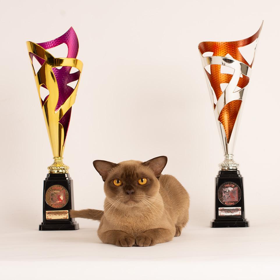 burma katze Royal Esprit Vacheron Constantin