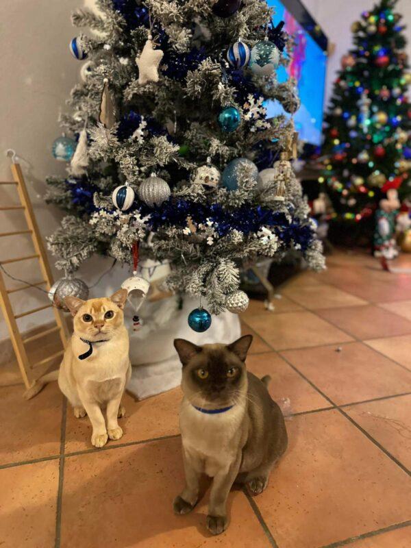 PHOTO-2023-12-24-20-33-54 PHOTO 2023 12 24 20 33 54