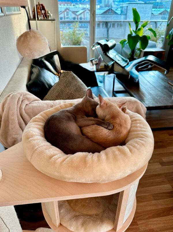 PHOTO-2024-02-25-19-39-34-2 PHOTO 2024 02 25 19 39 34 2