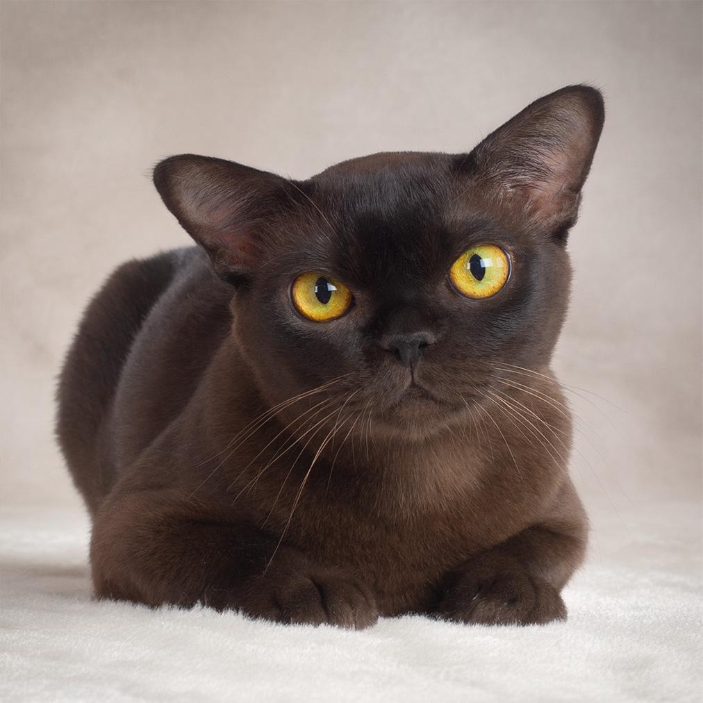 Kormos 1407 Burma katzen