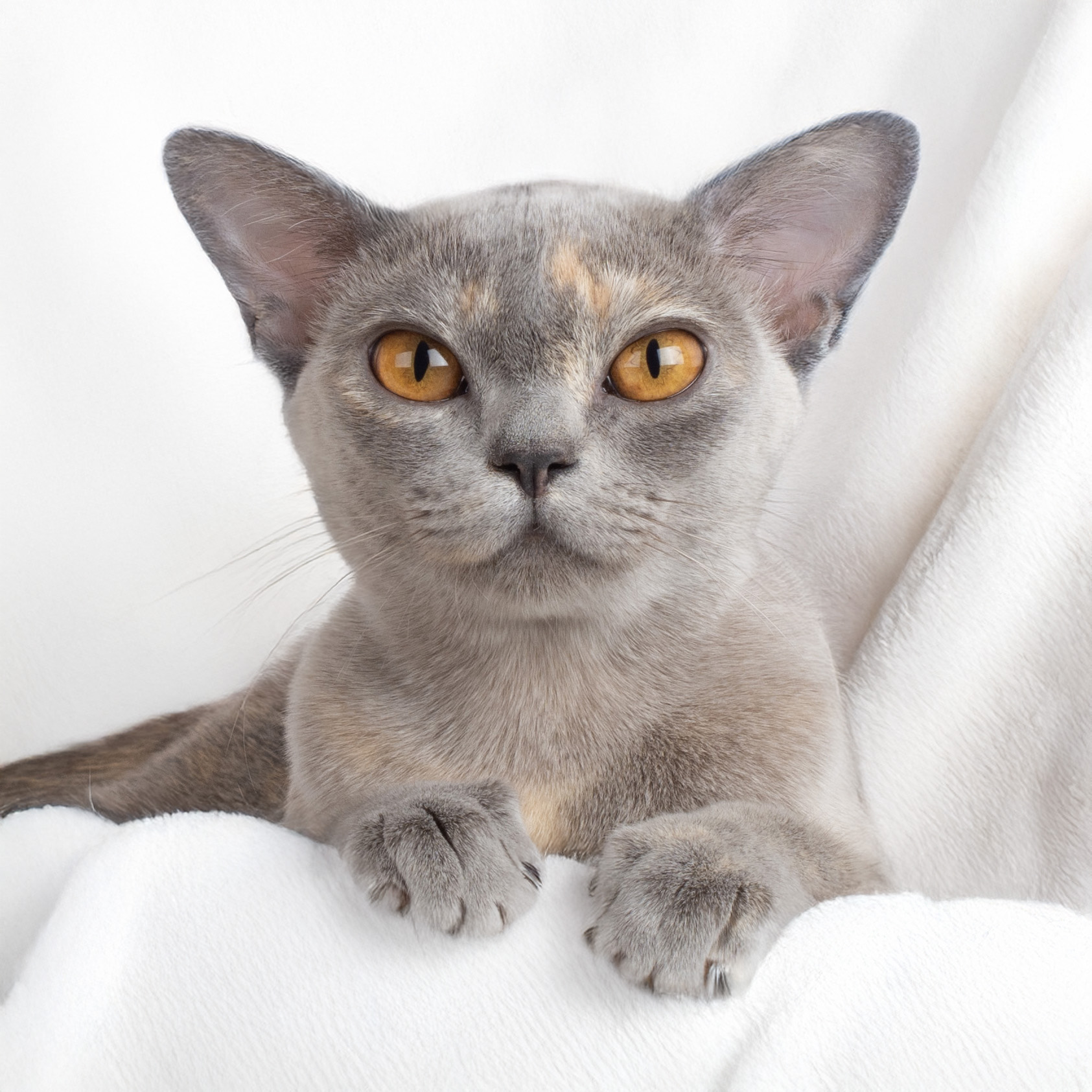 Muffin 2912 Burmese cat