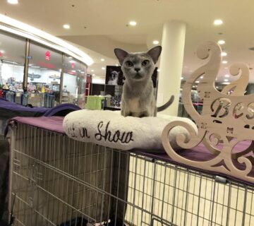 470183992 10228031062576945 7305143170691741450 n 360x320