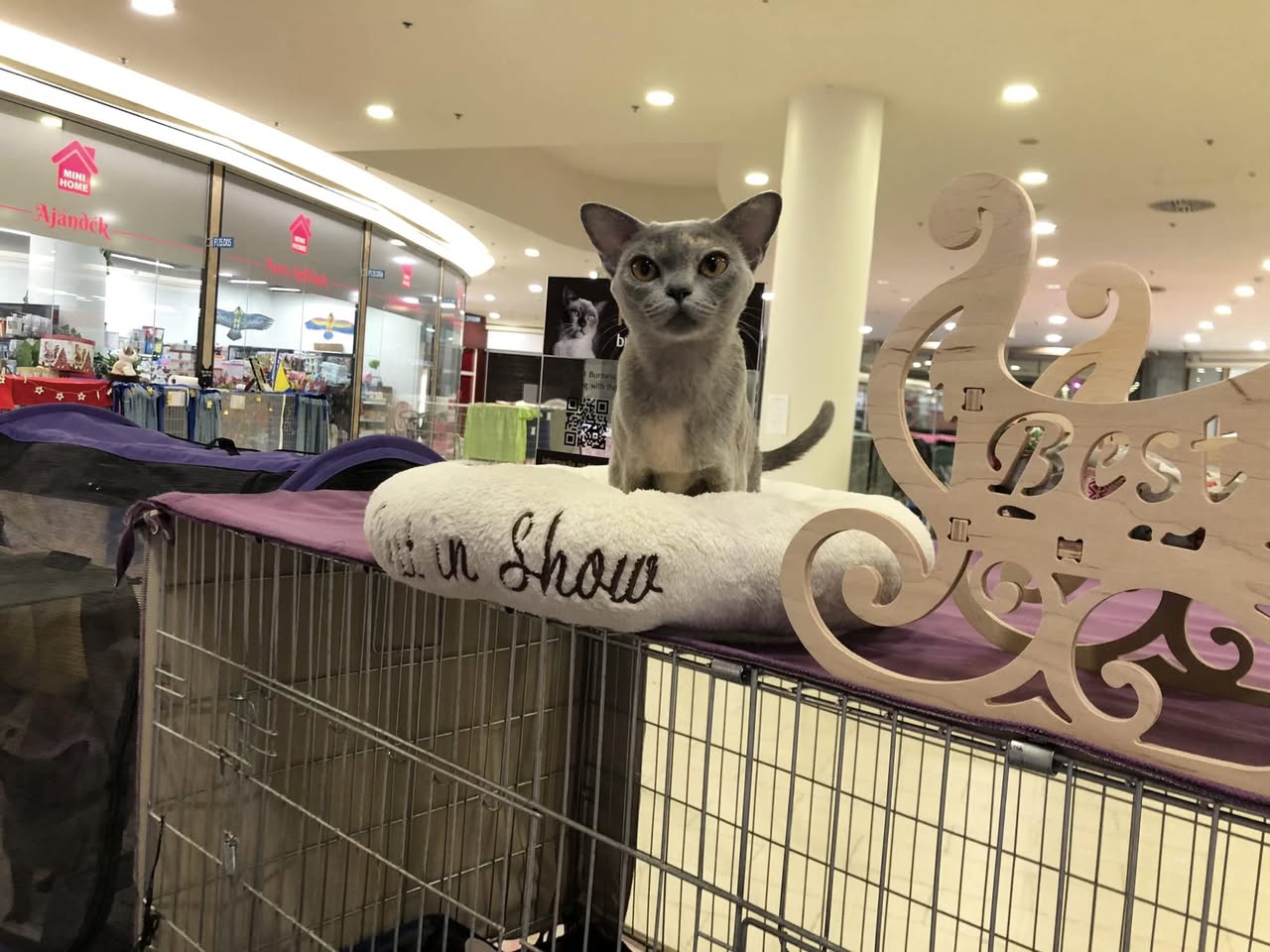 470183992 10228031062576945 7305143170691741450 n