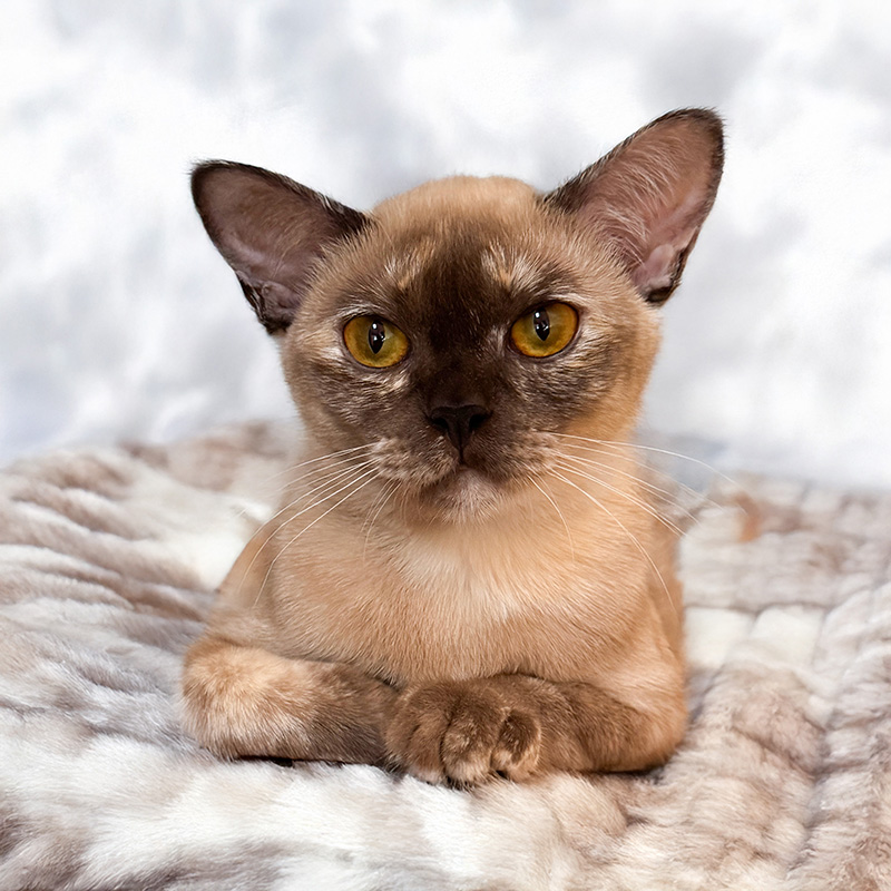 Royal Esprit Gilda sm Burmese cat