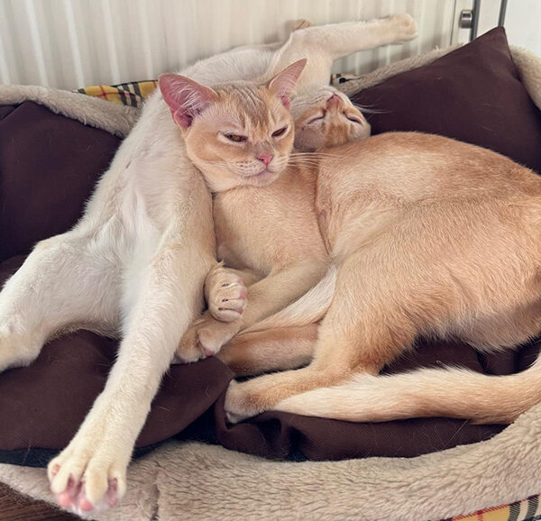 85f0f88d 9de4 447e a119 6ae6867aa6f1