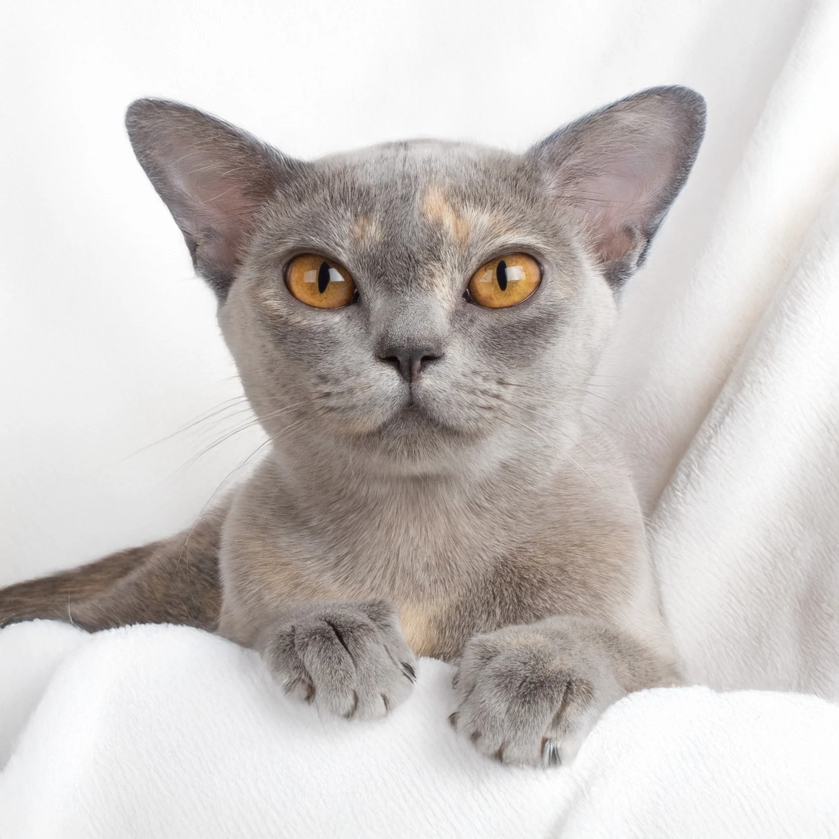 European Burmese queen
