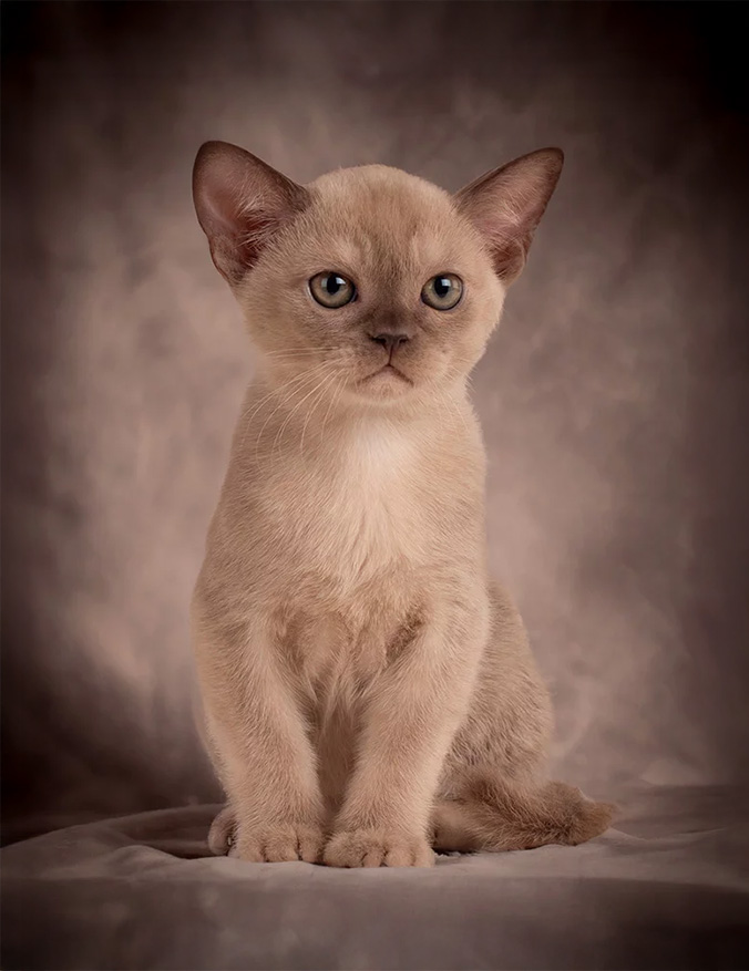 Burmese kitten