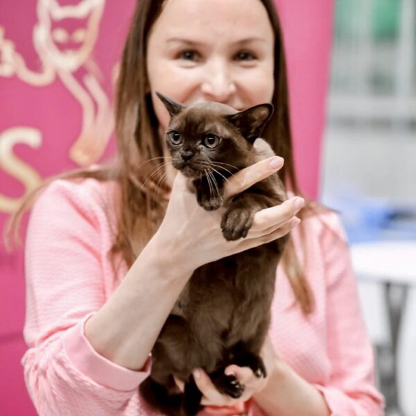 Blossi Royal Esprit Burmese cats