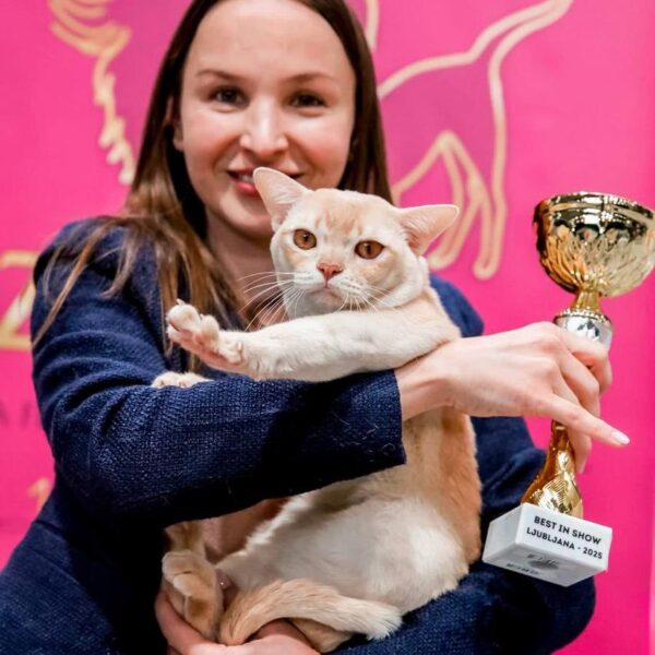 Cloud Jumper Royal Esprit Burmese cats