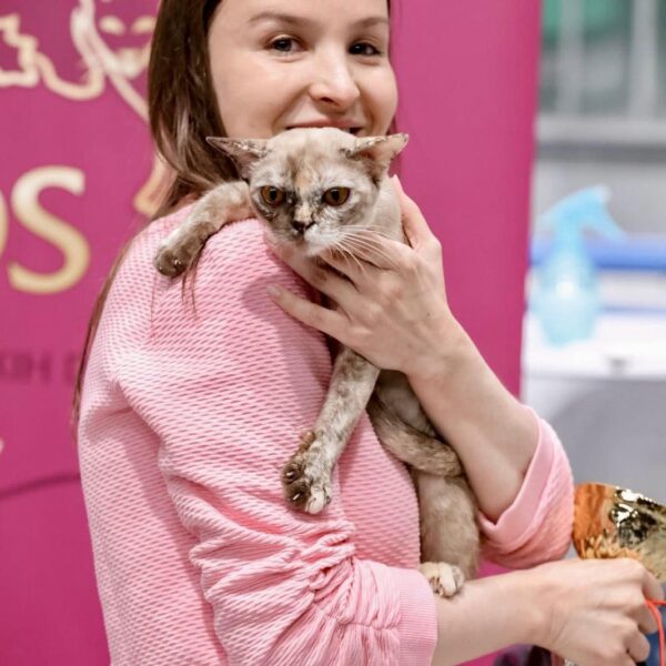 First Love Royal Esprit Burmese cats