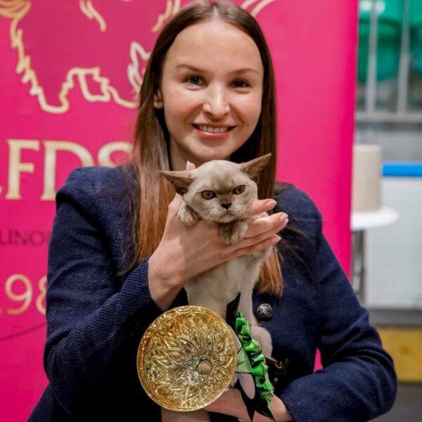 Royal Esprit Burmese cats