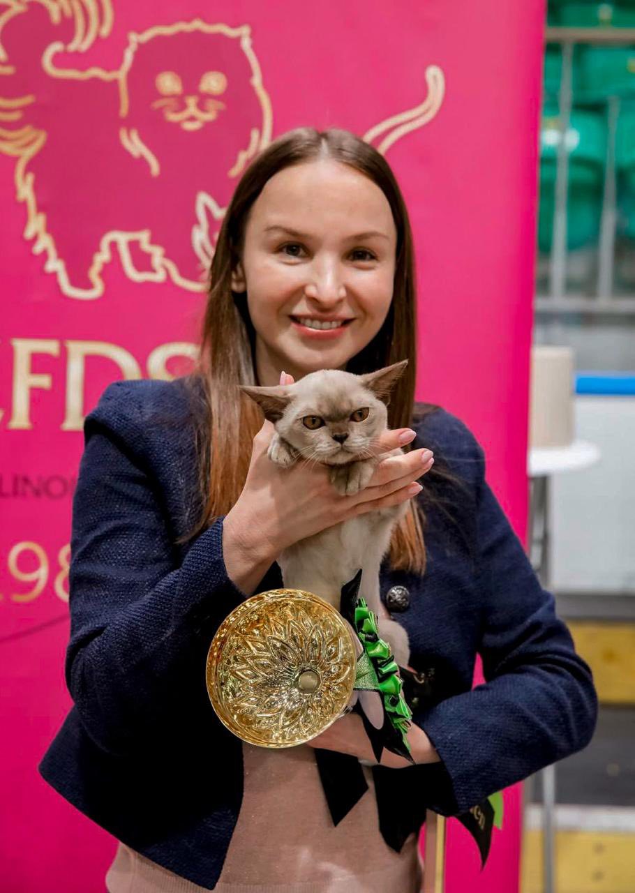 Royal Esprit Burmese cats