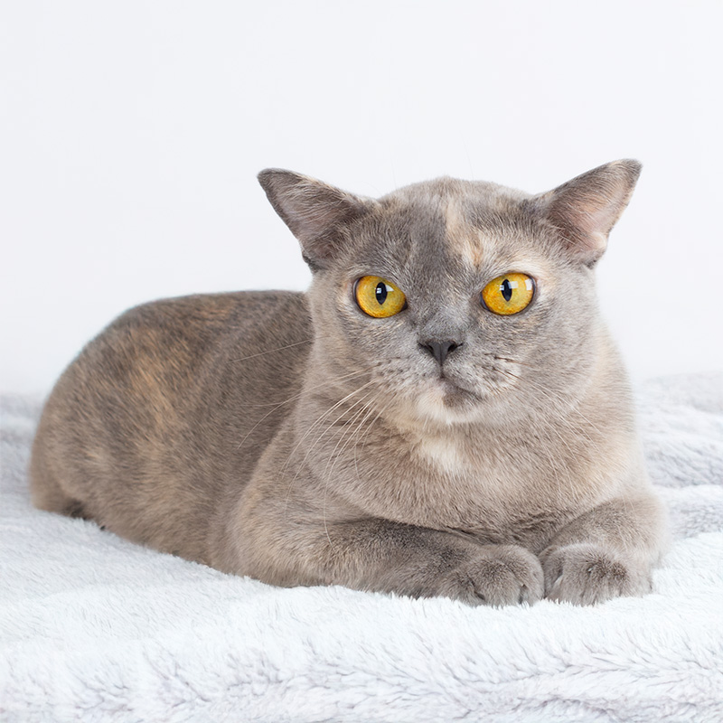 Psyho s Burmese cat