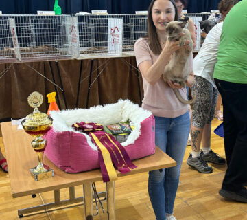 Vinicne Cat Show   Royal Esprit Burmese