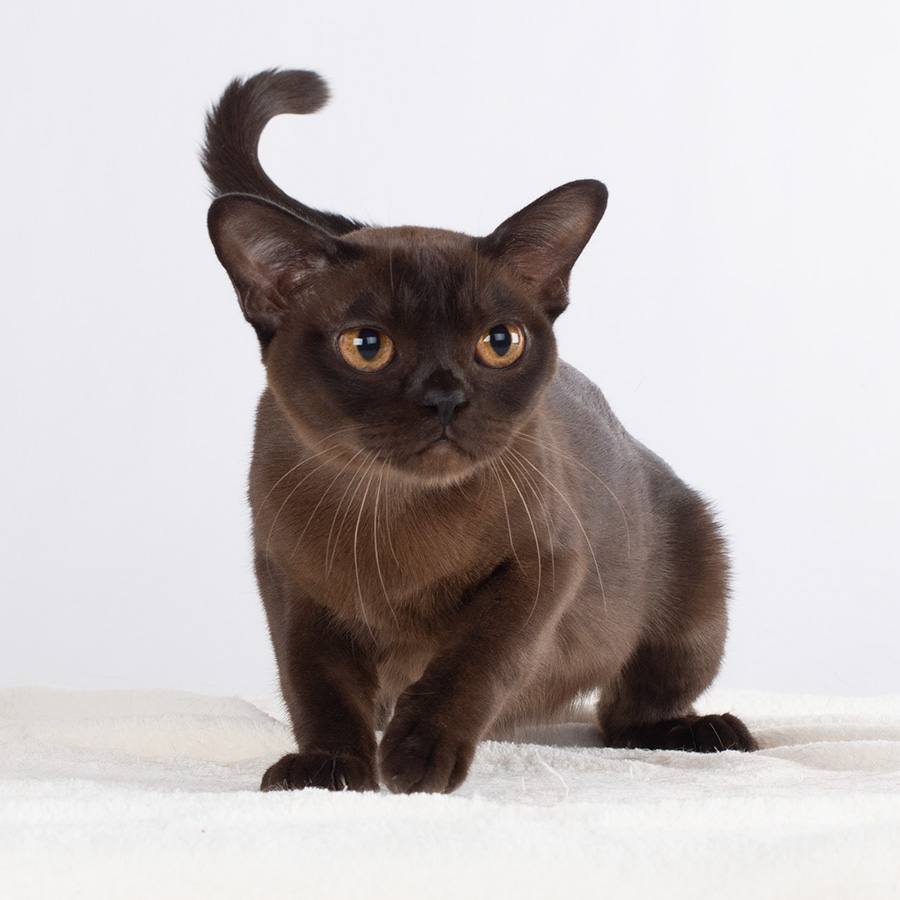 Blossi 2 Burma katzen